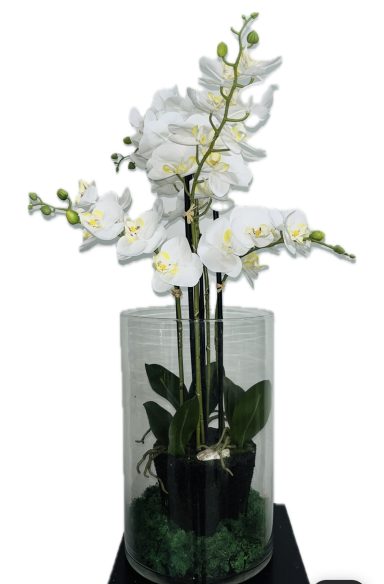 Orchideen mittel 80 cm