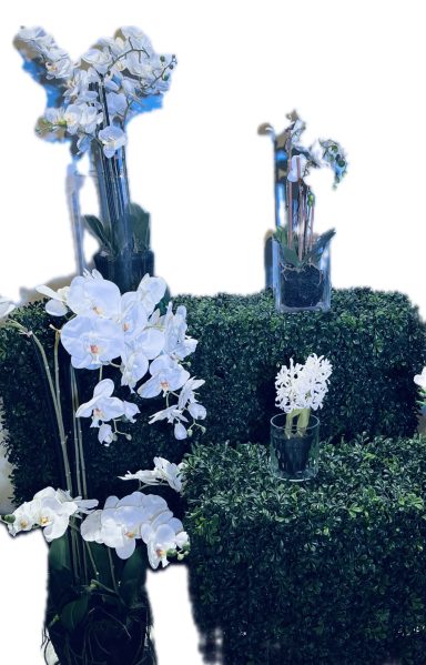 Rasenwände mit Orchideen